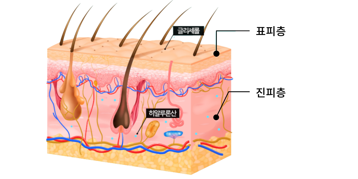 스킨레이어