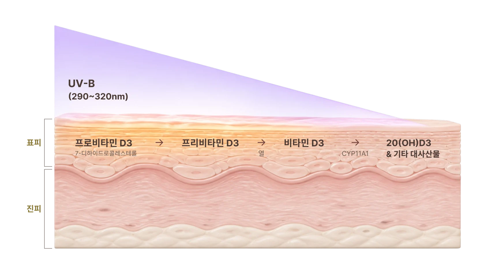 자외선과 비타민 D 생성 과정 도해 - UV-B(290~320nm)가 표피에서 프로비타민 D3를 비타민 D3로 전환시키는 과정